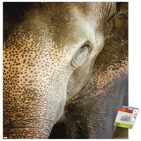 Beth Sheridan-Indiai Elefánt Fali Poszter, 22.375 34