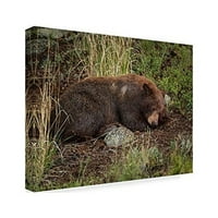 Védjegy képzőművészet 'Cinnamon Bear Sleeps' vászon művészet Galloimages Online