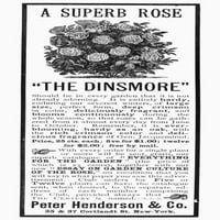 Rózsa Hirdetés, 1890. Namerican Magazin Reklám Peter Henderson & Co. Rózsabokrok, 1890. Poszter nyomtatás