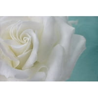 A fehér rózsa tisztasága Festés nyomtatás csomagolt vászonra